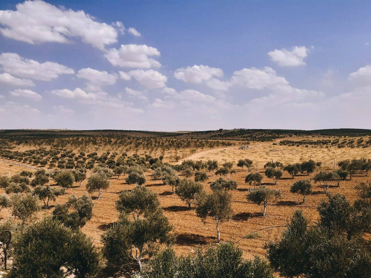 olivier  plantation